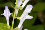 Showy skullcap